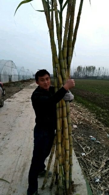 黑皮果蔗苗 