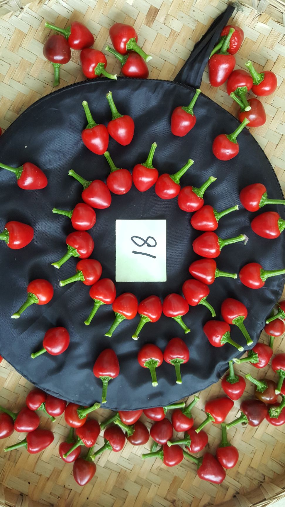 川椒珠子椒（泡椒型）种子  泡椒专用