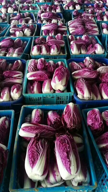 紫白菜种子