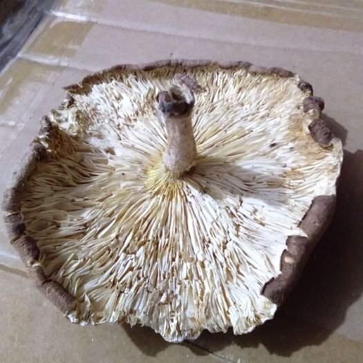 广昌县普通平菇 通货 