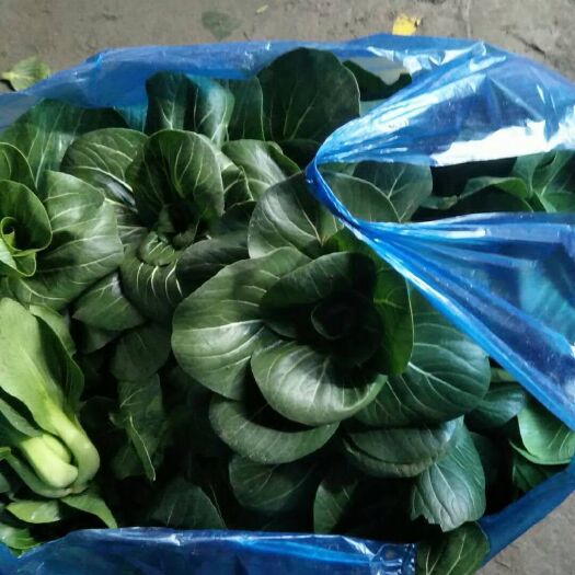 如皋市苏州青白菜 15~20cm 