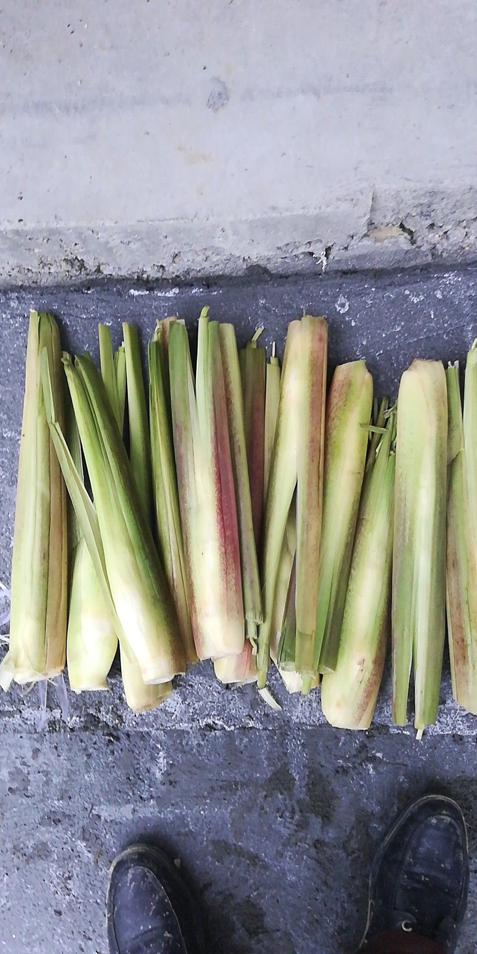 高山茭白 20-25cm 