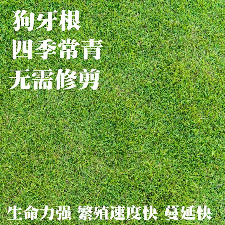 狗牙根种子 草坪种子四季青护坡草皮草籽免修剪狗牙根马尼拉高羊