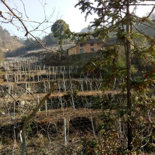 岳西县杜仲苗 