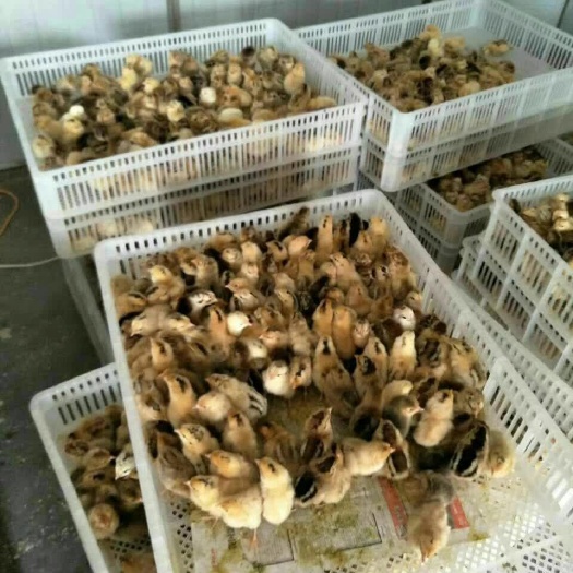 达州土鸡苗 