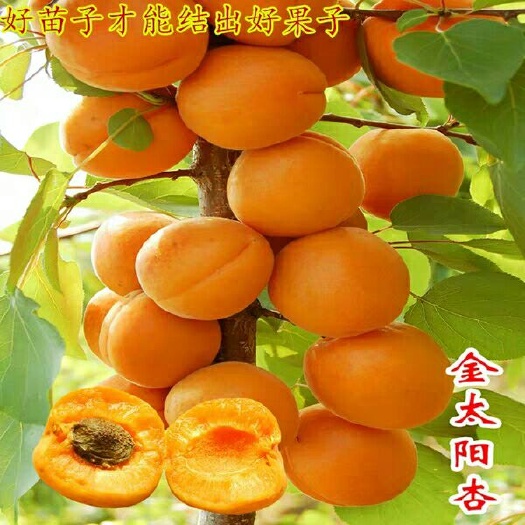 平邑县金太阳杏树苗 