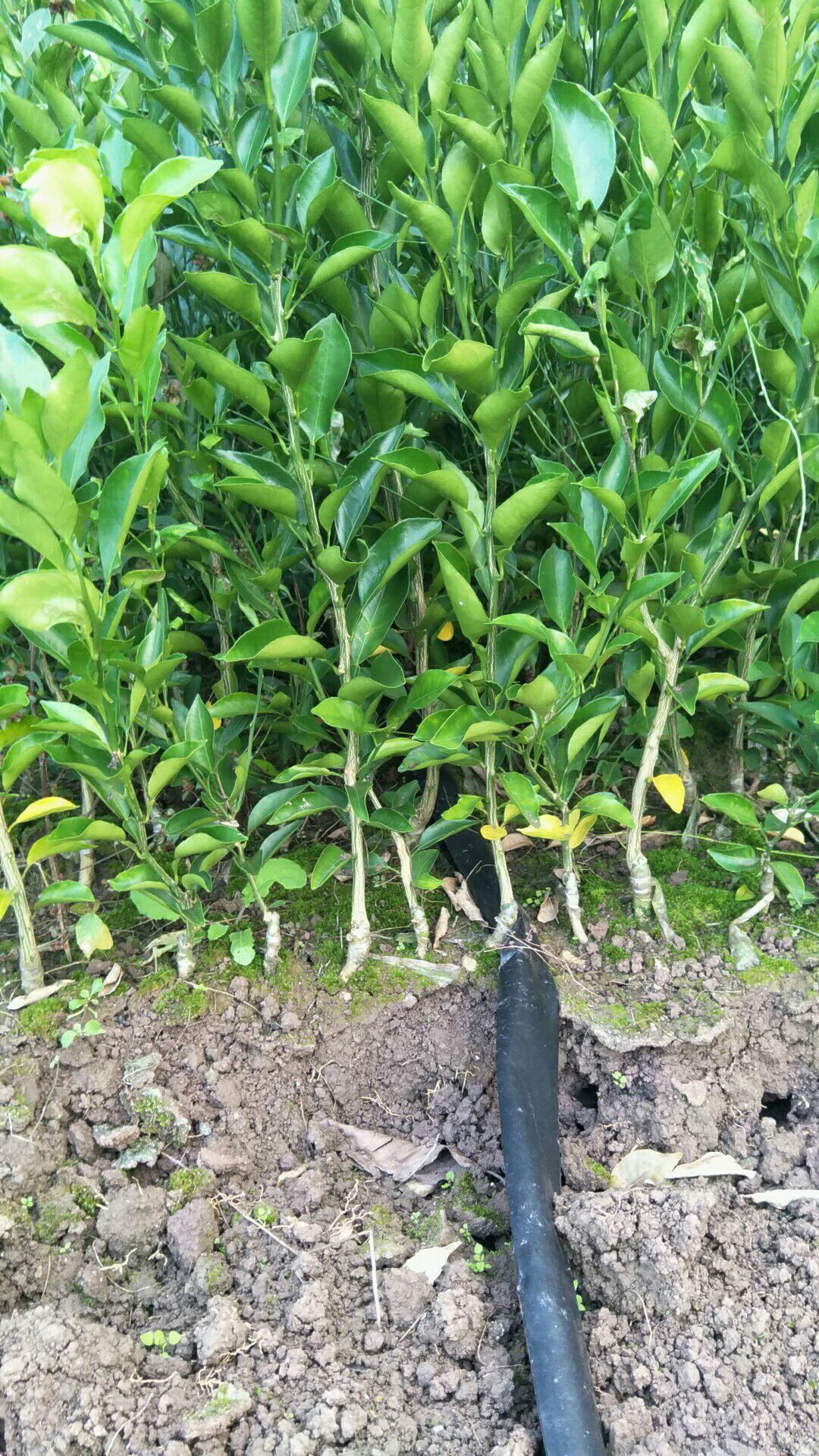 耙耙柑桔苗 嫁接苗 0.2米以下 