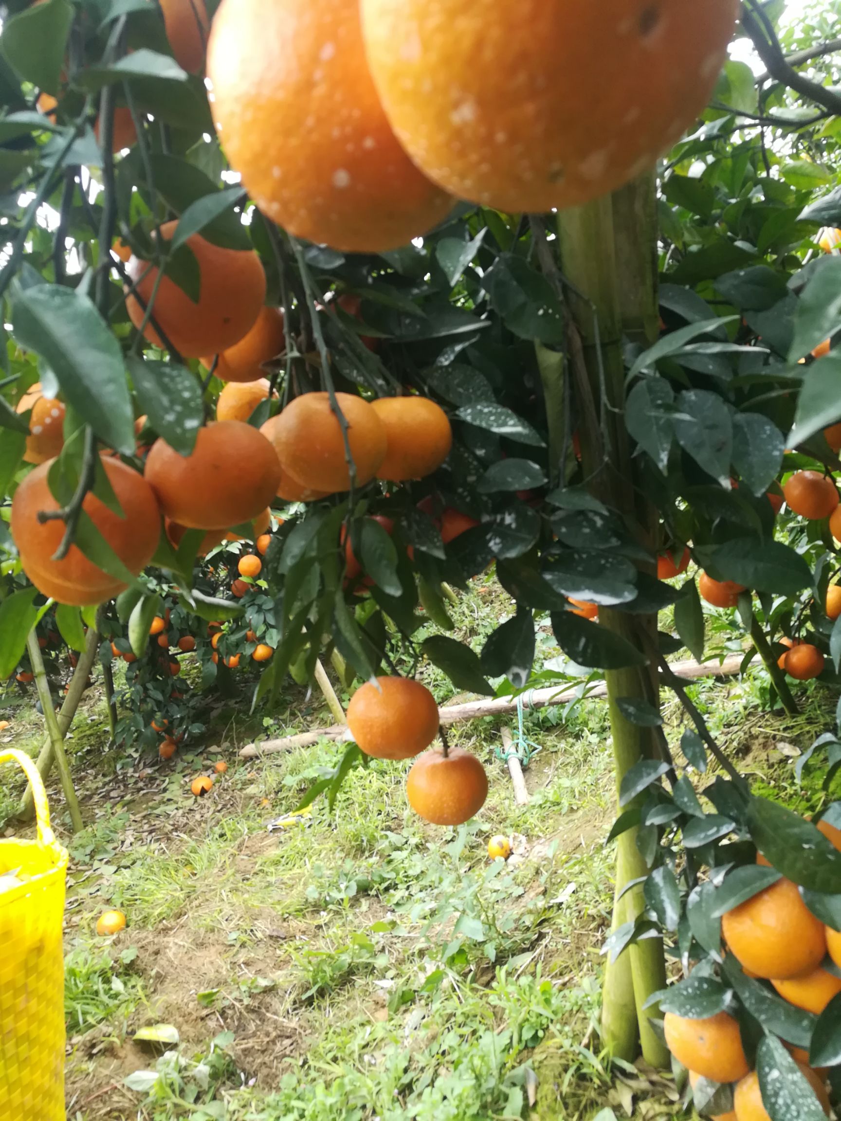 沃柑 统货 3两以上 