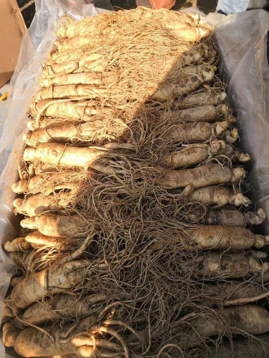 长白山人参 鲜参 