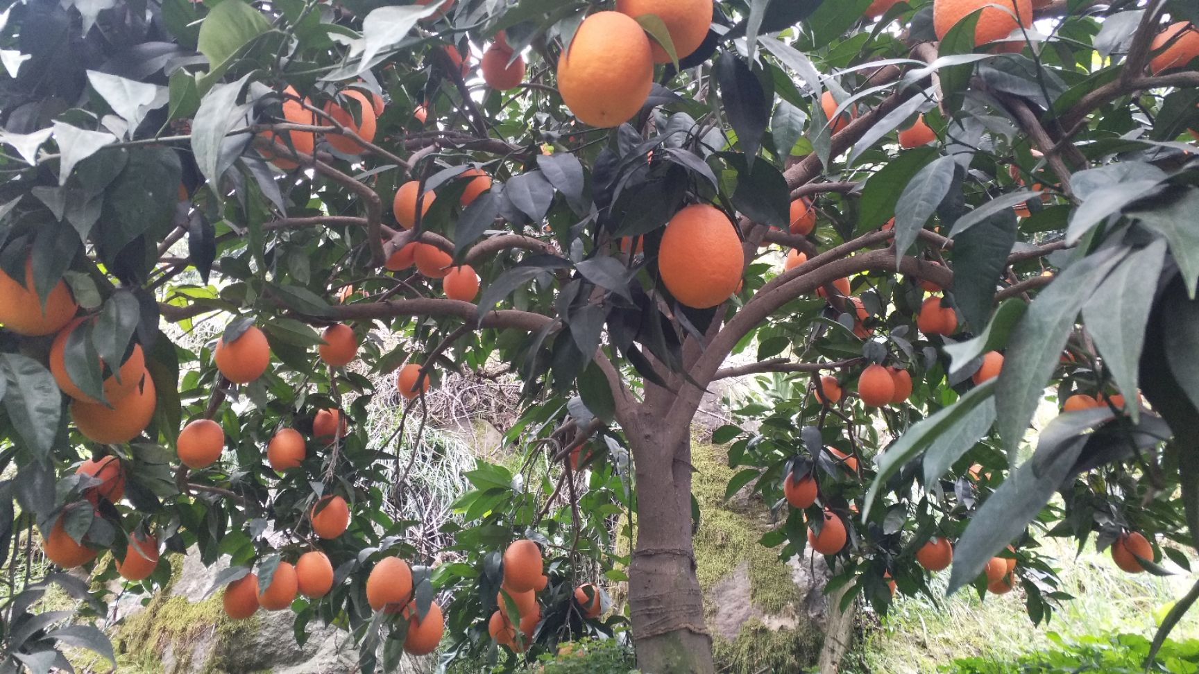 纽荷尔脐橙 85-90mm 4-8两 