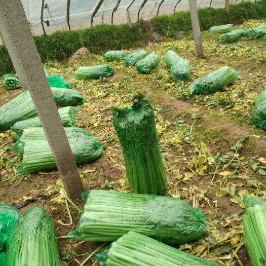 曹县法国皇后芹菜 60cm以上 0.5~1.0斤 大棚种植