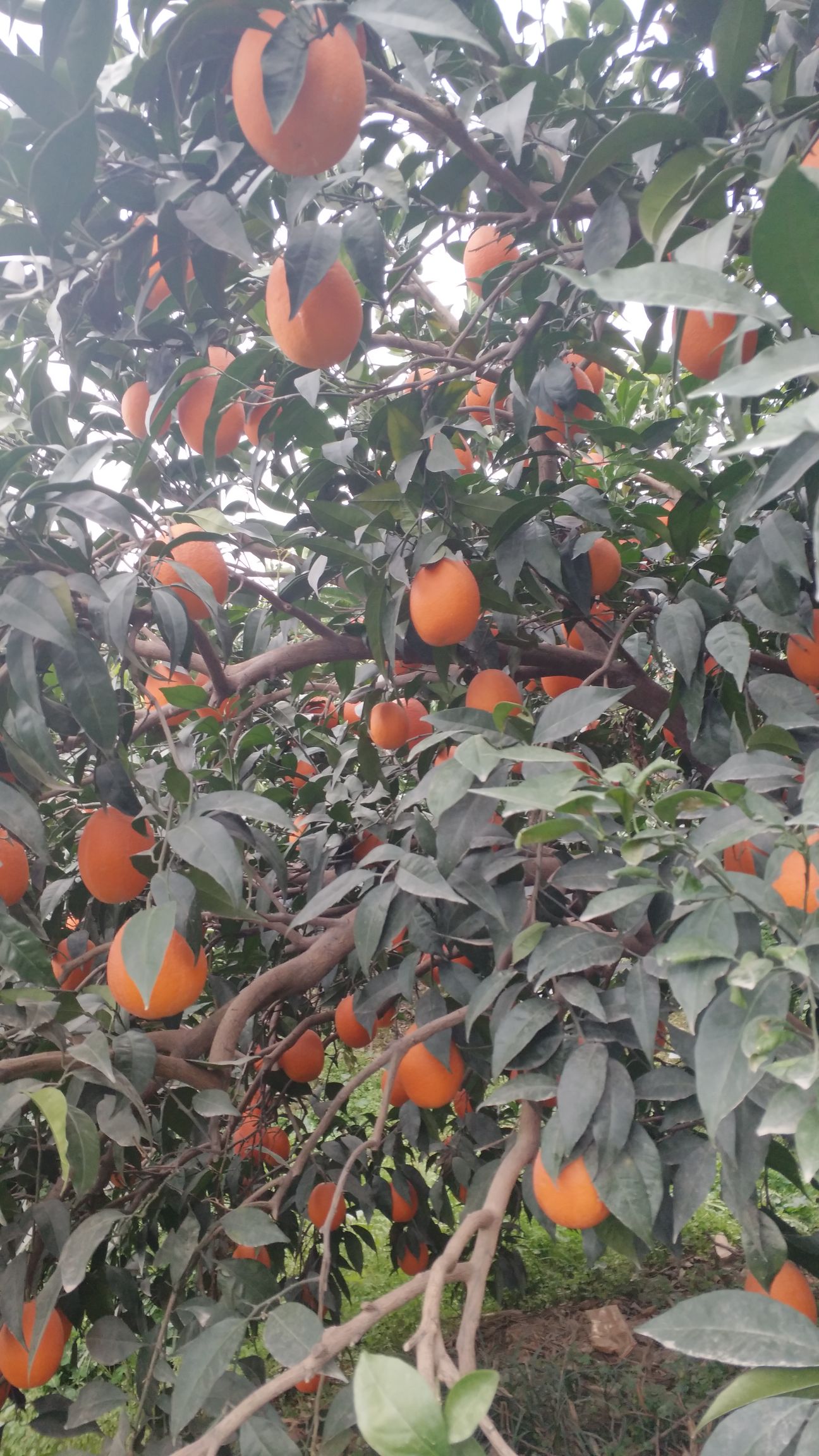 纽荷尔脐橙 85-90mm 4-8两 