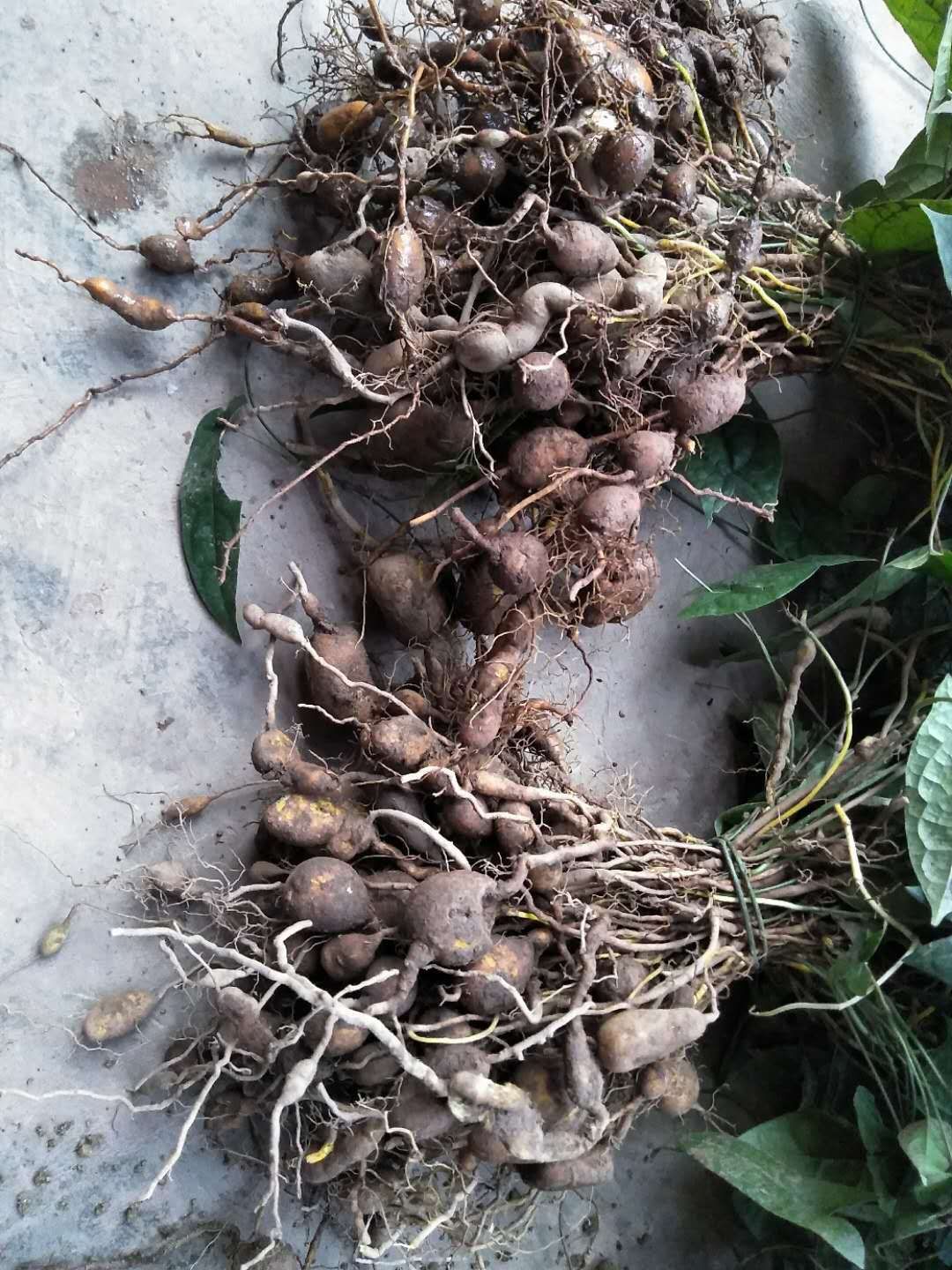 金果榄 