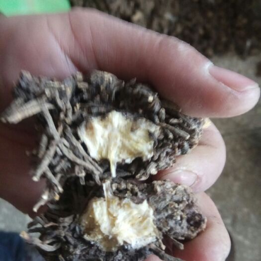商洛苍术  大量供应一代半苍