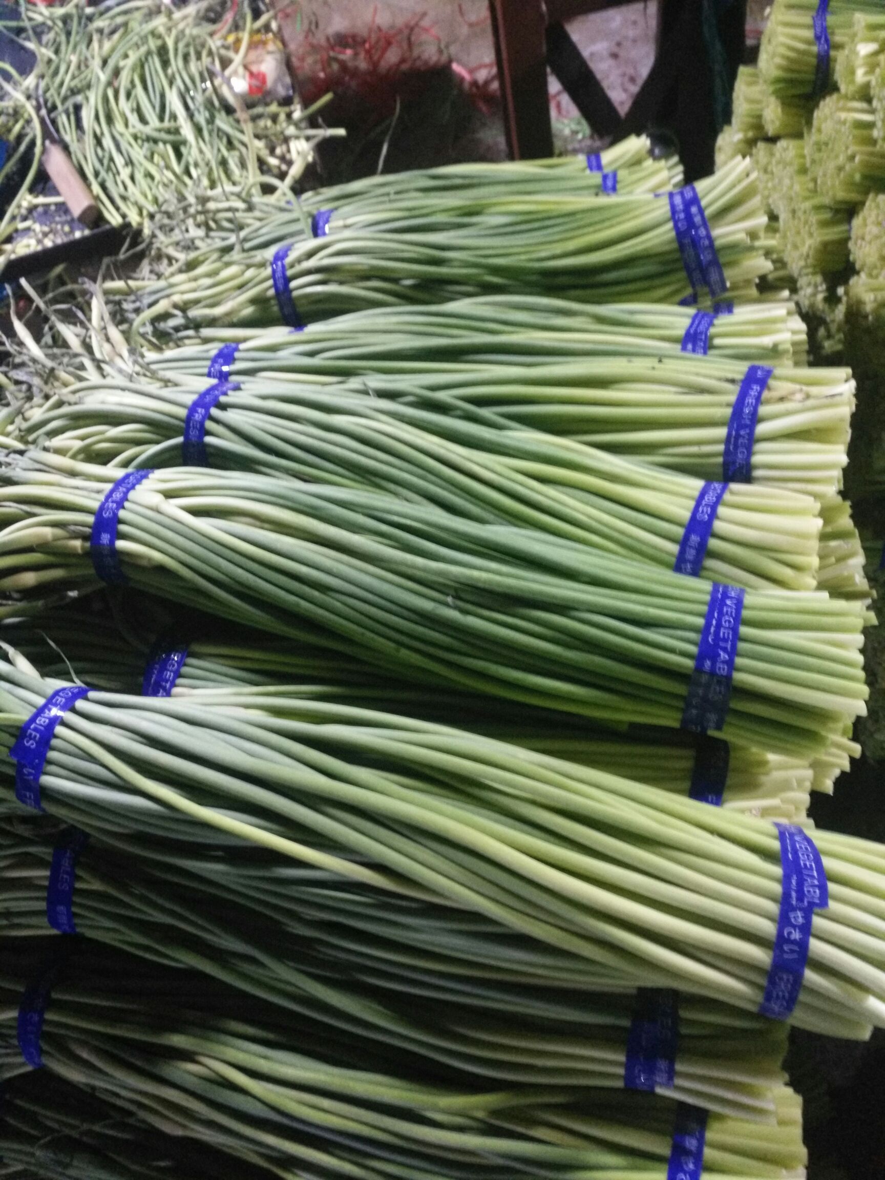 红帽蒜苔 50~60cm