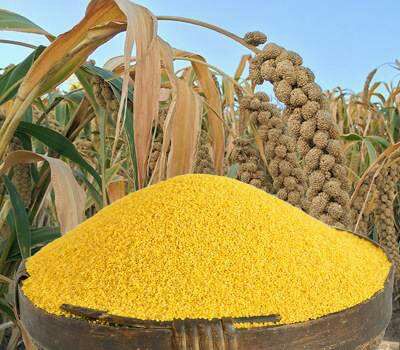 糯黄米 一级 