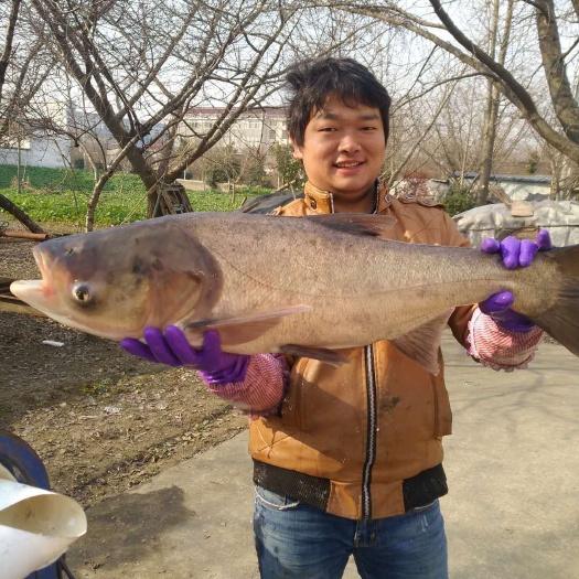 泰州大头鱼鱼苗 