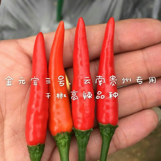 朝天椒种子 杂交种 ≥85% 