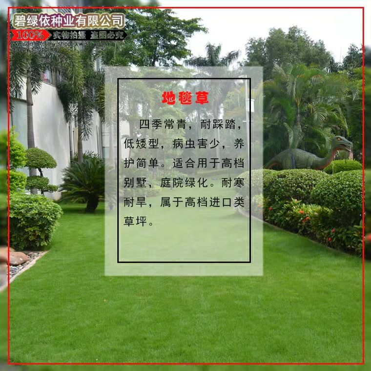 狗牙根种子 草坪种子四季青护坡草皮草籽免修剪狗牙根马尼拉高羊