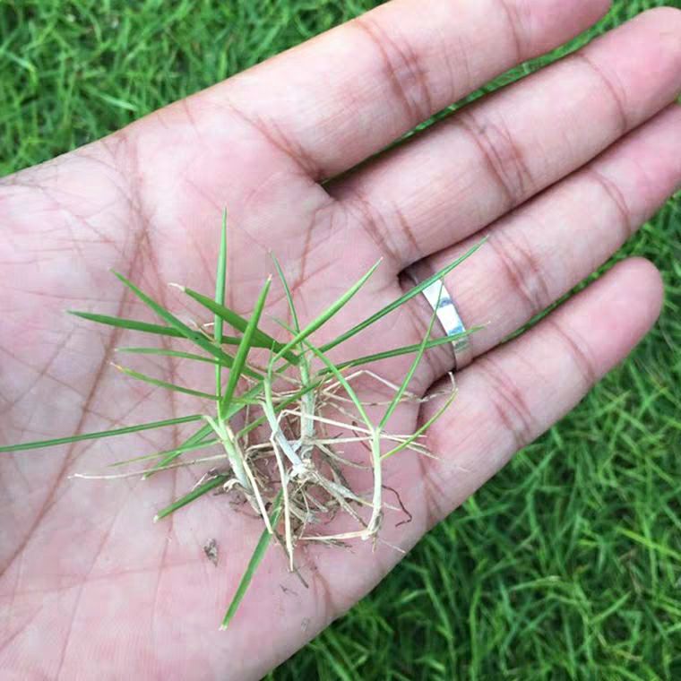 狗牙根种子 草坪种子四季青护坡草皮草籽免修剪狗牙根马尼拉高羊