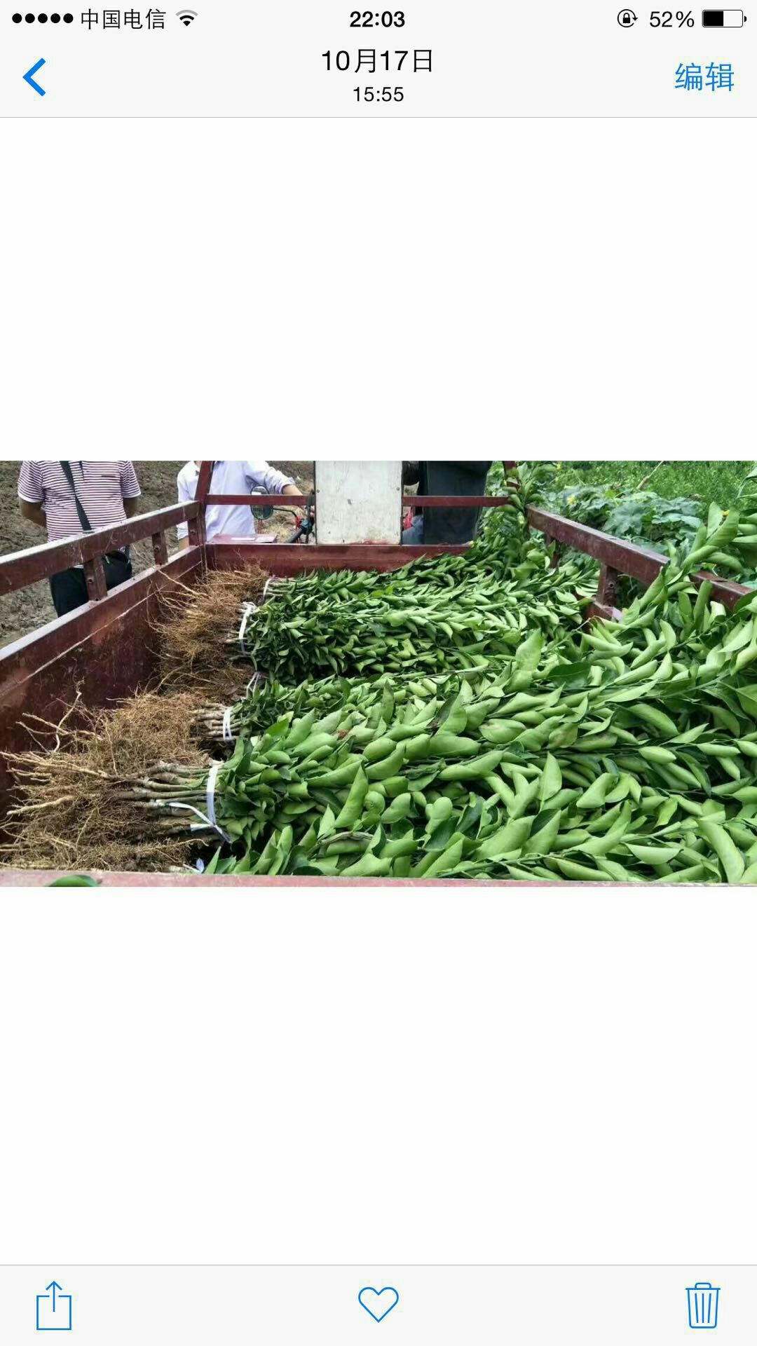 耙耙柑桔苗 嫁接苗 0.2米以下 