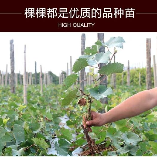 平邑县蓝宝石葡萄苗 