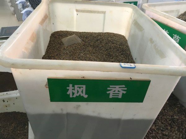 沭阳县枫香种子 