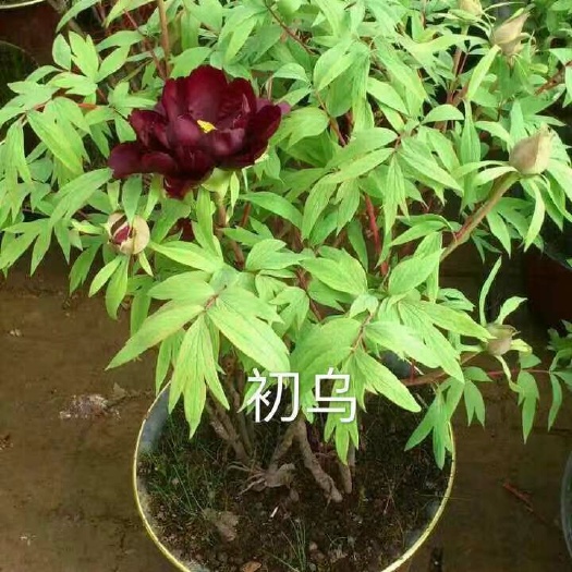 菏泽观赏牡丹 0.5~1米 6~8cm 4~6cm 