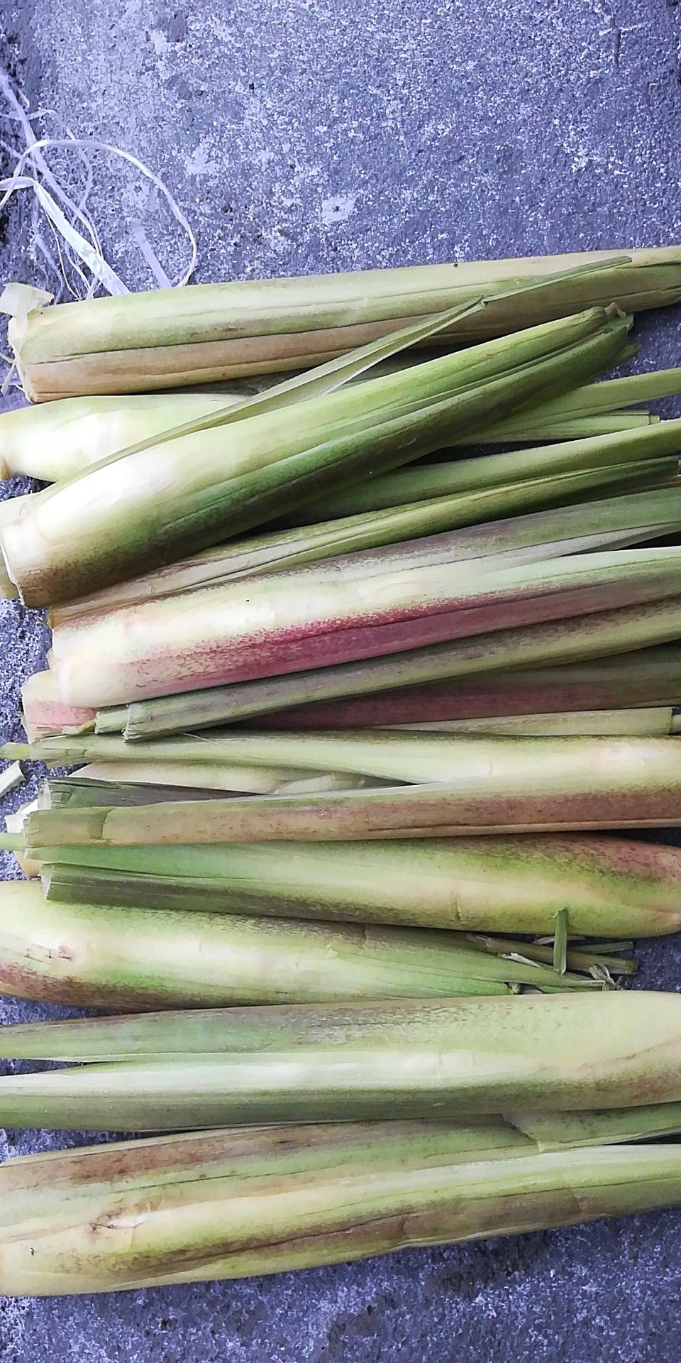 高山茭白 20-25cm 