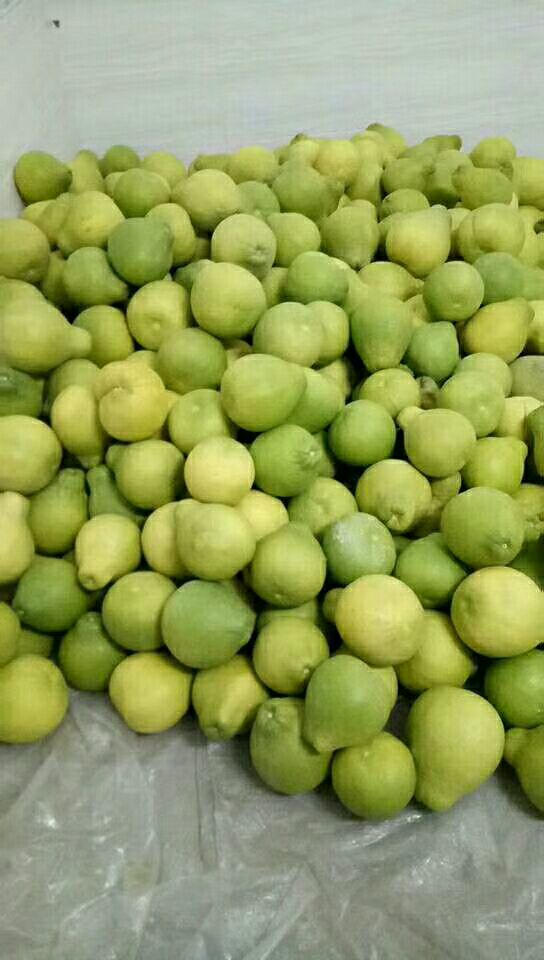 沙田柚 1.5斤以上 