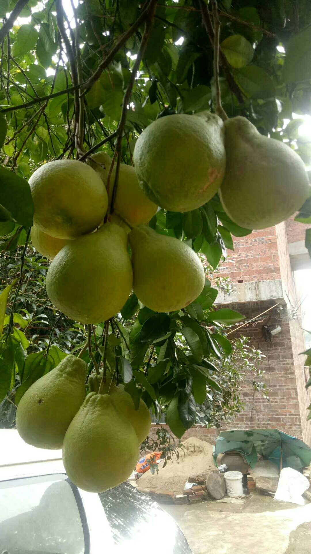 沙田柚 1.5斤以上 