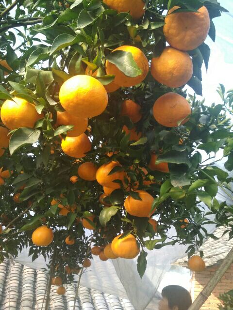 耙耙柑 7.5 - 8cm 4两以上 