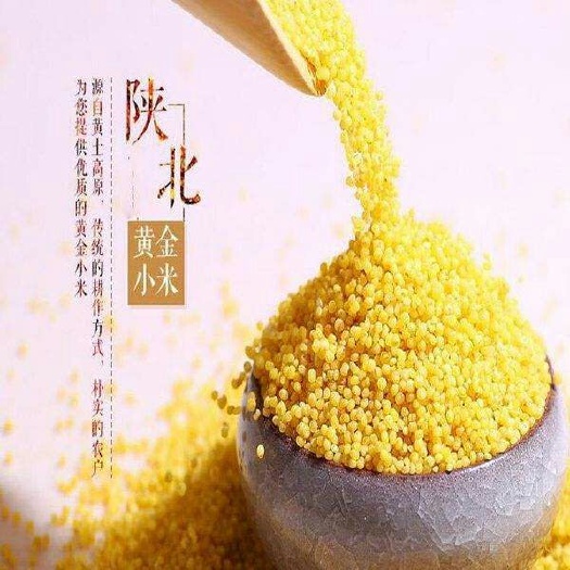 榆林普通黄米  一级 陕北革命根据地小米