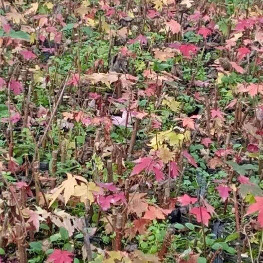 泰安美国红枫 自家常年育苗繁育，基地直供