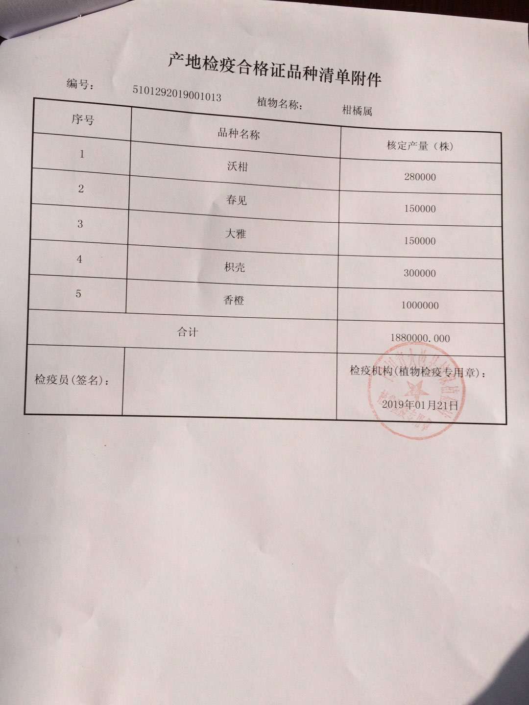 大雅柑苗 嫁接苗 0.35~0.5米 