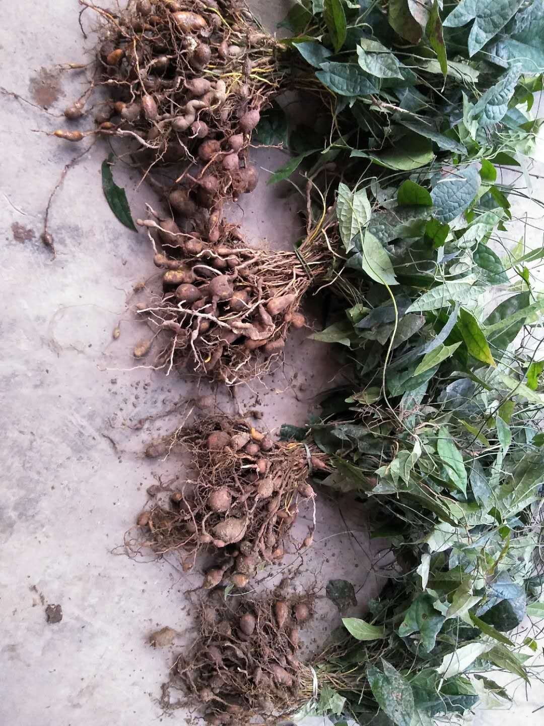 金果榄 
