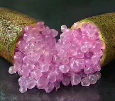 手指柠檬嫁接苗