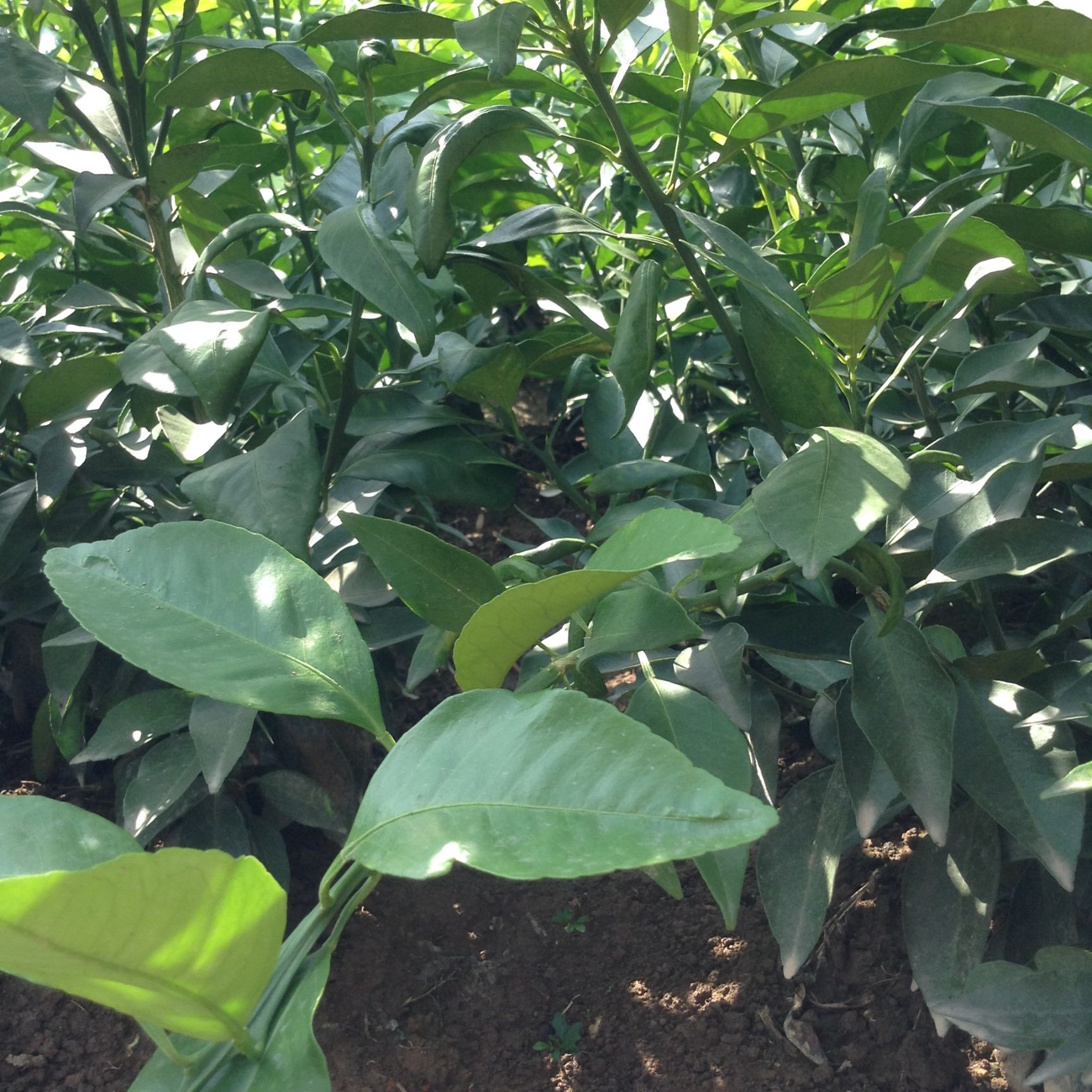 象山红美人柑橘苗 嫁接苗 0.35~0.5米 