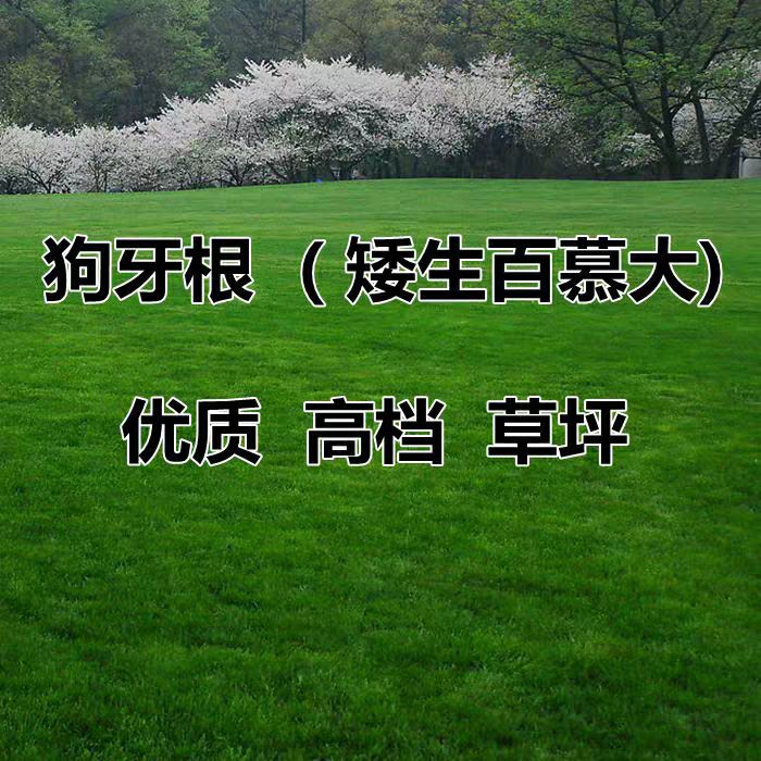 狗牙根种子 草坪种子四季青护坡草皮草籽免修剪狗牙根马尼拉高羊