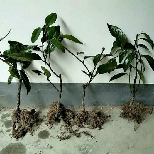 通道县粉红黑老虎苗