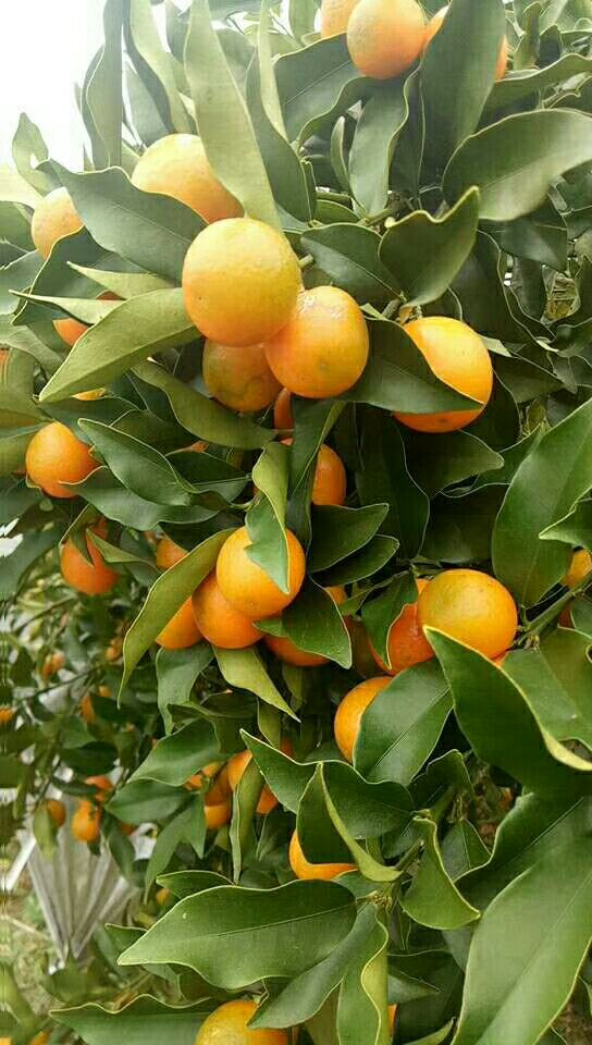 沙田柚 1.5斤以上 