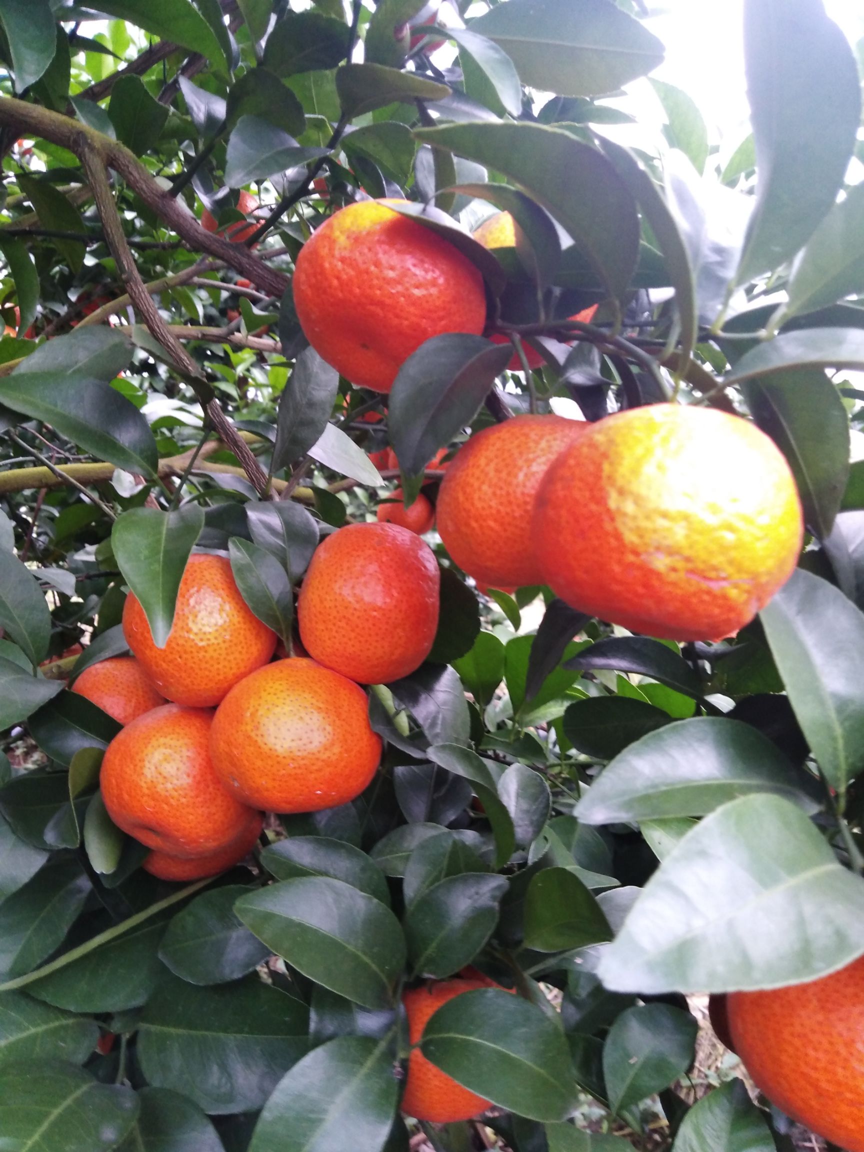 沙糖桔 4 - 4.5cm 1 - 1.5两 