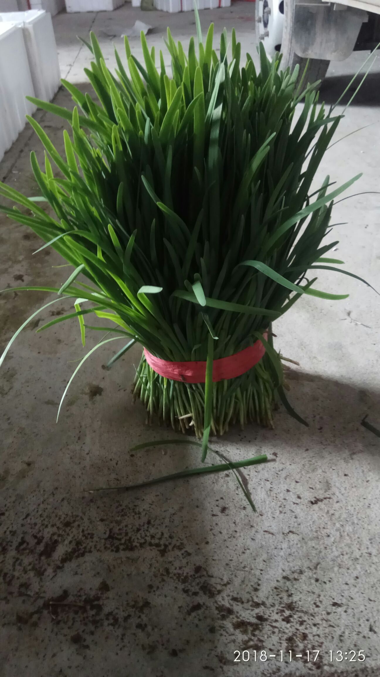 仙子韭菜 三茬 40~45cm 