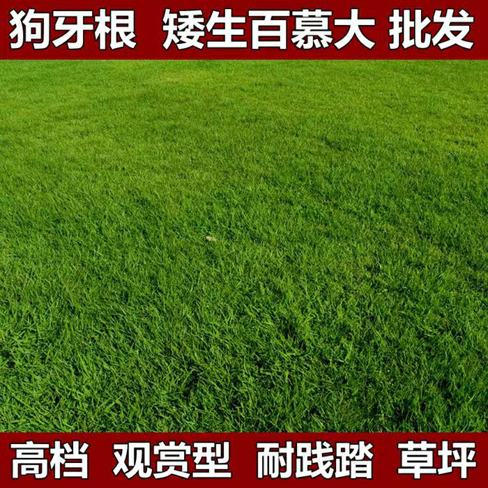 狗牙根种子 草坪种子四季青护坡草皮草籽免修剪狗牙根马尼拉高羊