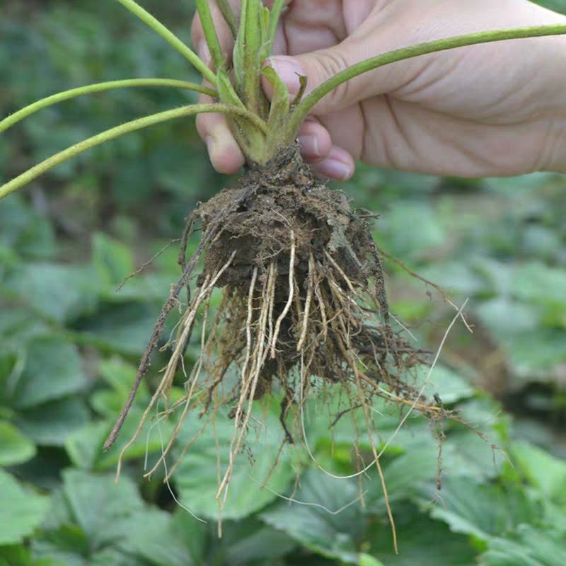 红颜草莓苗 10~20公分 地栽苗 