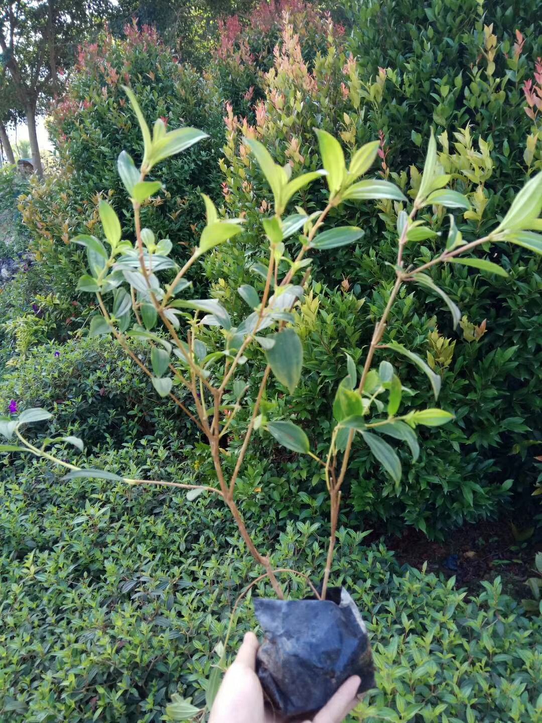 巴西牡丹 0.5米以下 2cm以下 4cm以下 