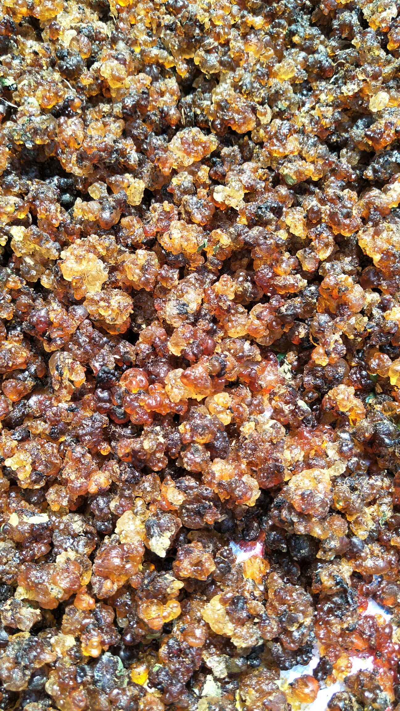 食用桃胶 24个月以上 