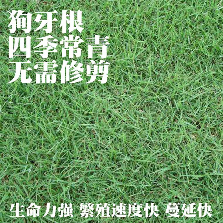 狗牙根种子 草坪种子四季青护坡草皮草籽免修剪狗牙根马尼拉高羊