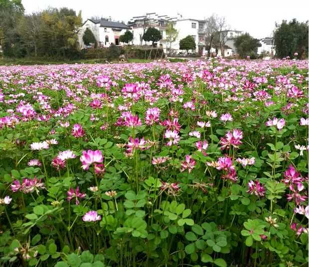 紫云英种子 红花草种子养蜂蜜源绿肥牧草种子食用野菜种籽包