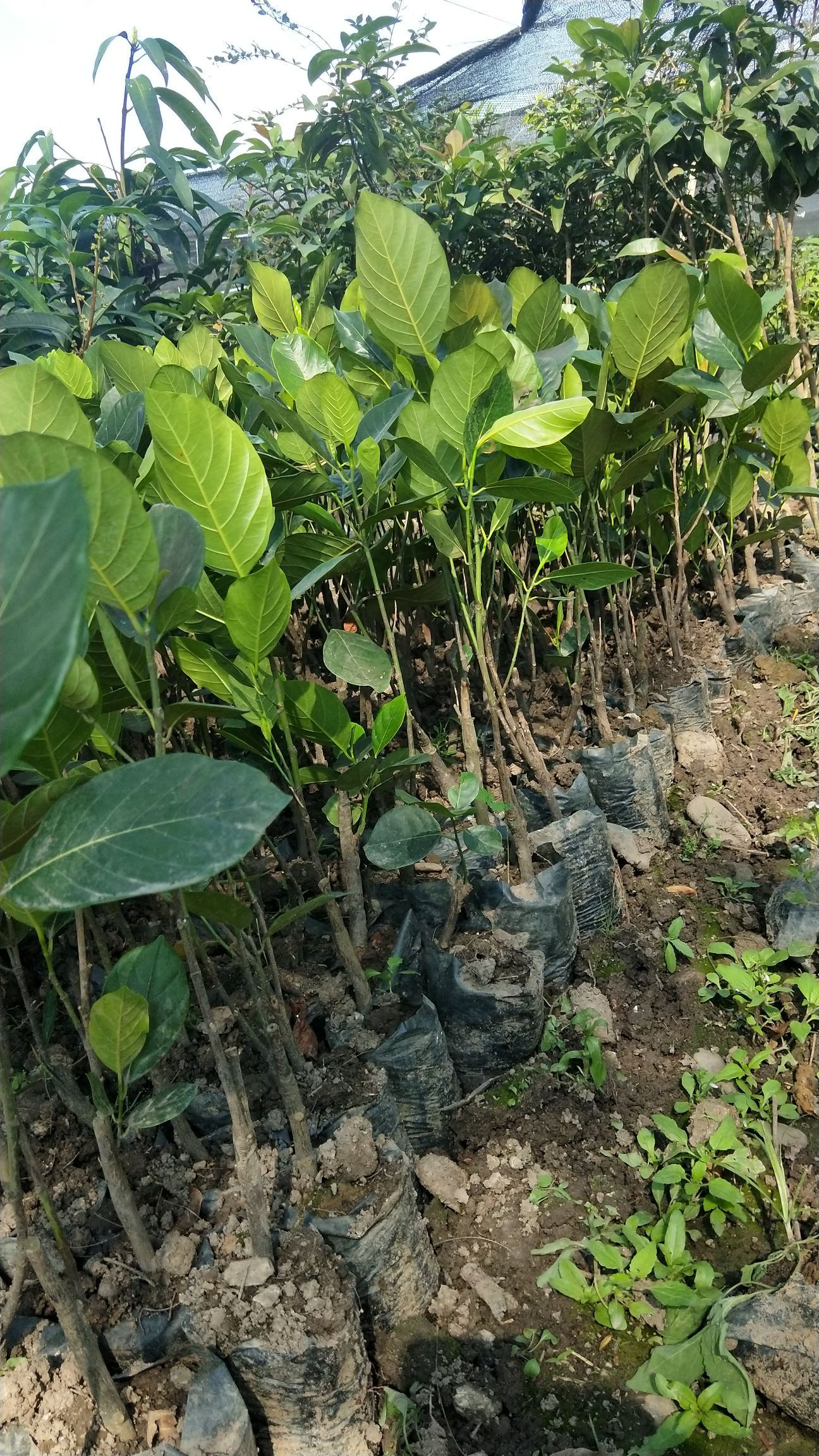 马来西亚一号菠萝蜜苗